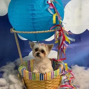 Meet your Posher, Tracy